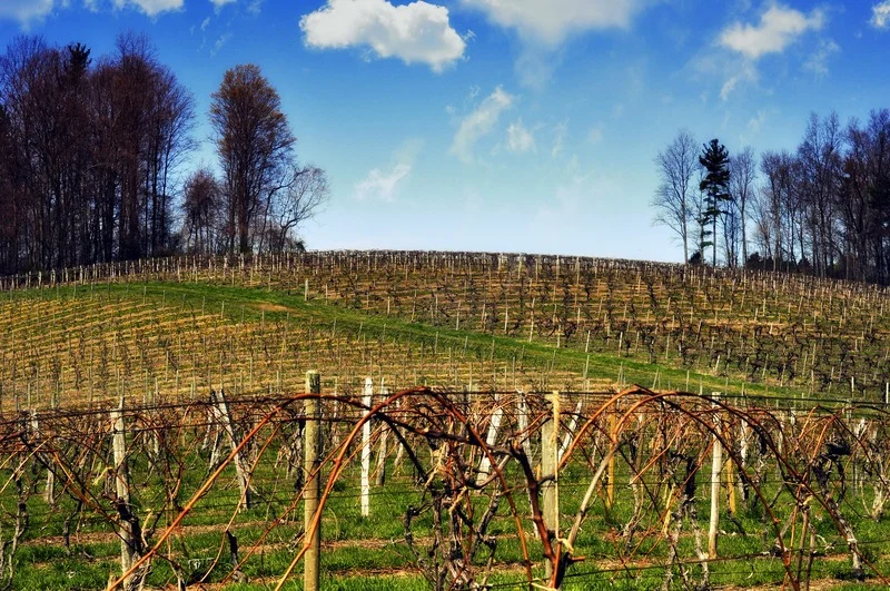 Forget the Wine Trail: A Private Tour to Meet the Real Finger Lakes Winemakers